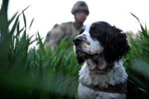 Military Working Dog in Afghanistan