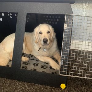 Marley in his travel cage